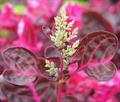 Blood leaf